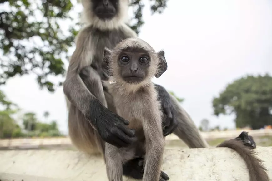 Un pui de maimuță ”și-a făcut” un selfie