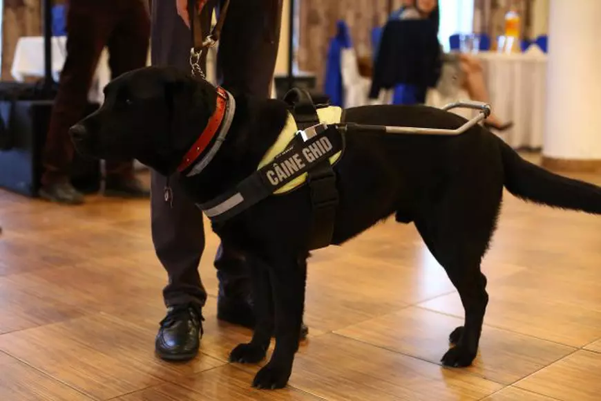 REPORTAJ/ Câinii-ghid sunt salvarea nevăzătorilor. Daria și Daisy sunt o echipă cu o singură pereche de ochi /FOTO
