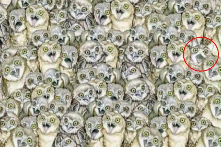 FOTO | Găsește pisica din fotografie! E mai greu decât crezi