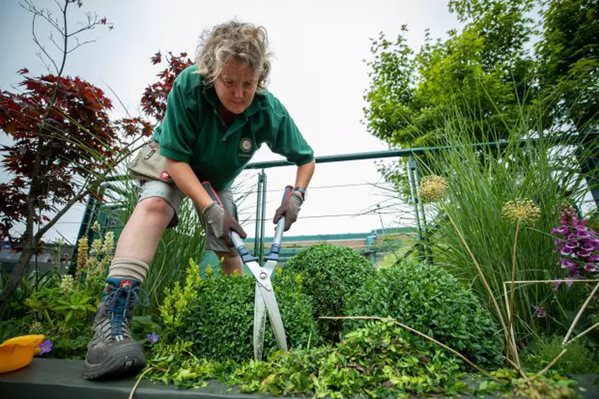Ultimele pregătiri la Wimbledon. Imagini superbe de la All England Club / GALERIE FOTO