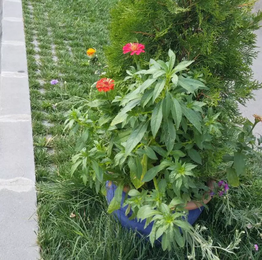 Timișoreni amendați de Poliția Locală pentru că au amenajat spațiul din fața blocului. Polițiștii au considerat că e parcare ecologică