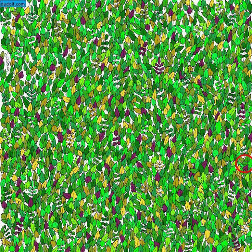 FOTO VIRAL | Tu poți să găsești broasca din fotografie? Este mai dificil decât ai crede