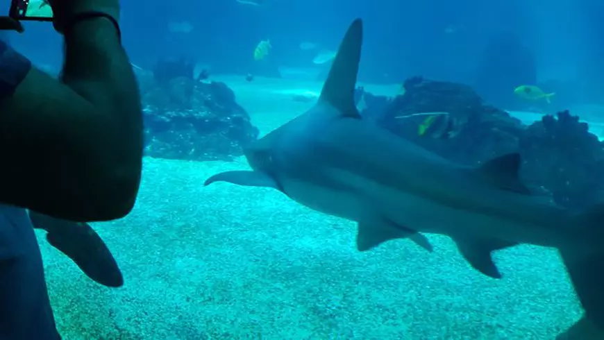 În bazinul central al Oceanariului din Lisabona, unul dintre cele mai mari din lume, înoată rechini, pisici de mare şi mii de specii de peşti