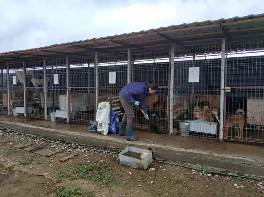REPORTAJ: A fost manager de vânzări, dar acum salvează câini vagabonzi. Deși a devenit recent mămică, Delia Botea nu vrea să-i abandoneze