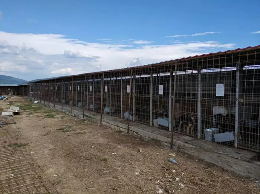 REPORTAJ: A fost manager de vânzări, dar acum salvează câini vagabonzi. Deși a devenit recent mămică, Delia Botea nu vrea să-i abandoneze