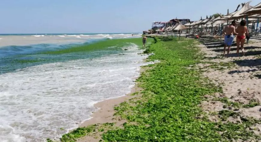 FOTO/ Litoralul este plin de alge după furtuna din ultimele zile de la Marea Neagră. Până acum, au fost strânse peste 1.300 de tone de alge