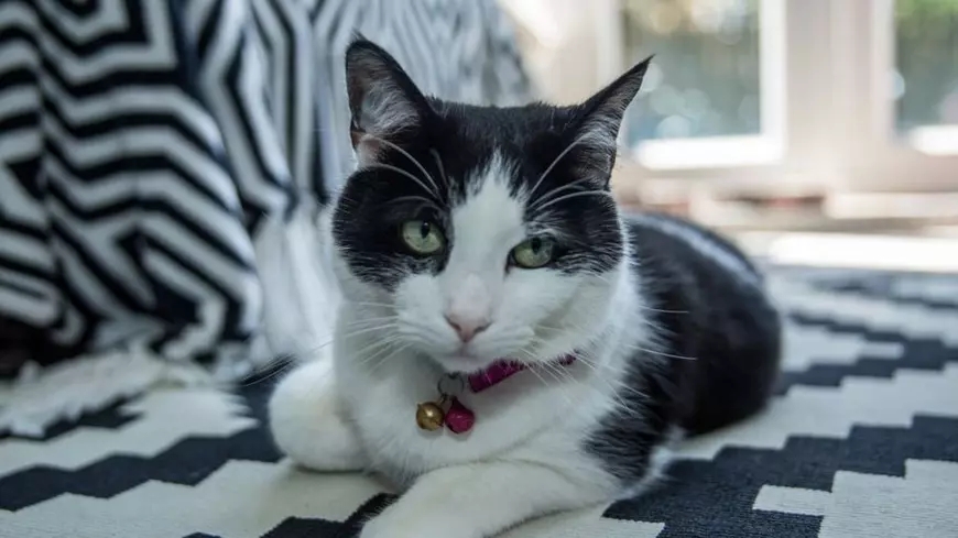 Pisica anului 2018 în Marea Britanie. Theo i-a salvat viața stăpânei sale