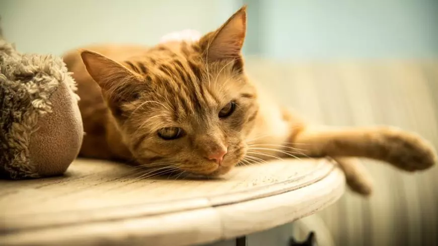 Pisica anului 2018 în Marea Britanie. Theo i-a salvat viața stăpânei sale