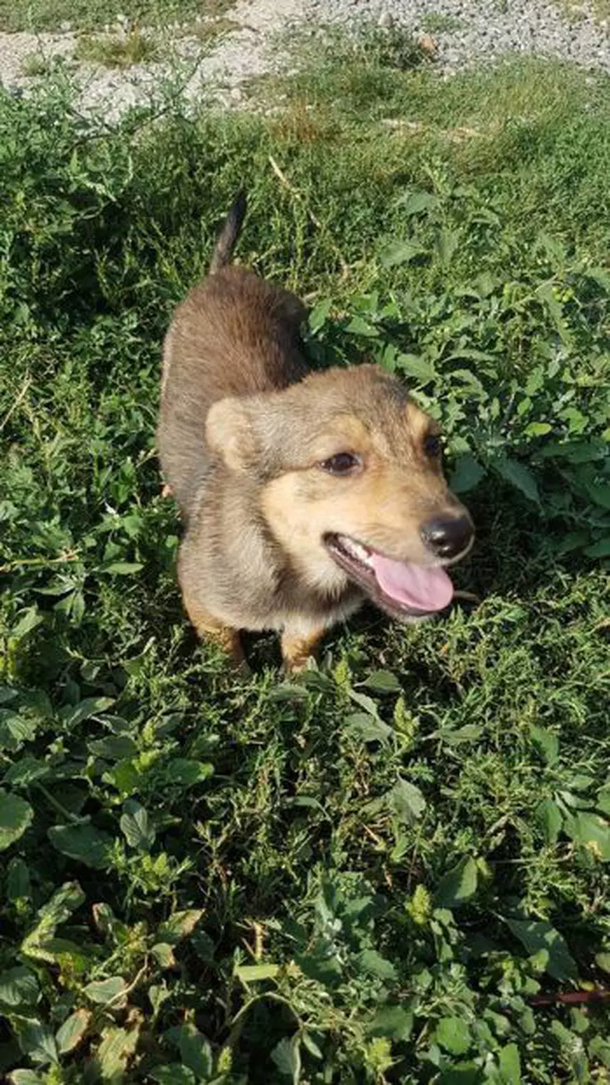 Cățelul salvat de Mihai Bendeac în caravana X Factor își caută stăpân