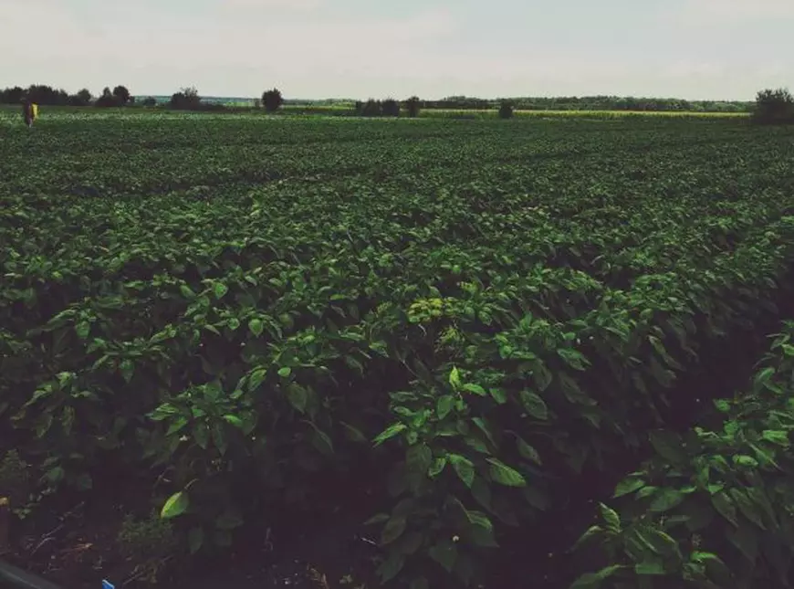 REPORTAJ/ A intrat la Medicină, dar acum vinde legume în piață ca să-și ajute familia. Indiferent de domeniu, important este să-ți dai silința (FOTO)