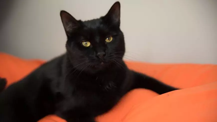 Pisica anului 2018 în Marea Britanie. Theo i-a salvat viața stăpânei sale