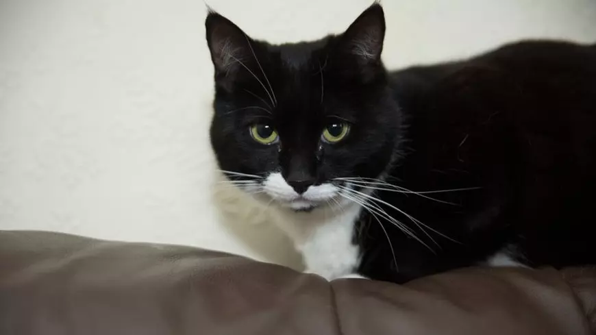 Pisica anului 2018 în Marea Britanie. Theo i-a salvat viața stăpânei sale