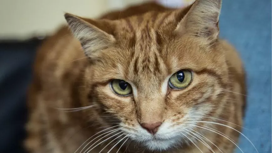 Pisica anului 2018 în Marea Britanie. Theo i-a salvat viața stăpânei sale