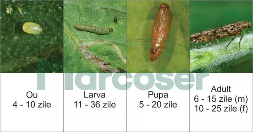 Cum arată Tuta Absolută, insecta care atacă tomatele