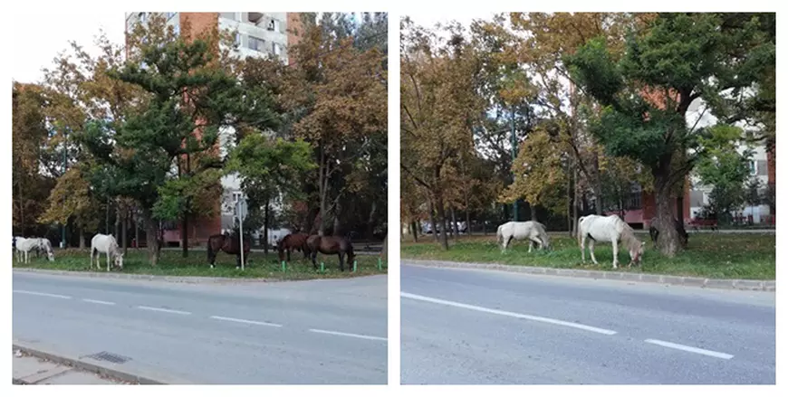 O herghelie a ieșit pe un bulevard din Timișoara. Șapte cai, la păscut