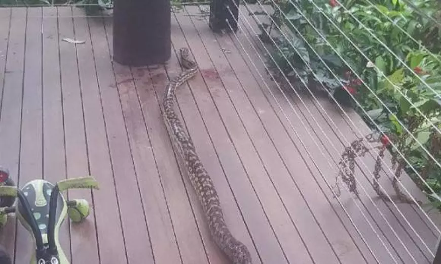 FOTO | Un bunic și-a salvat nepotul din fălcile unui piton