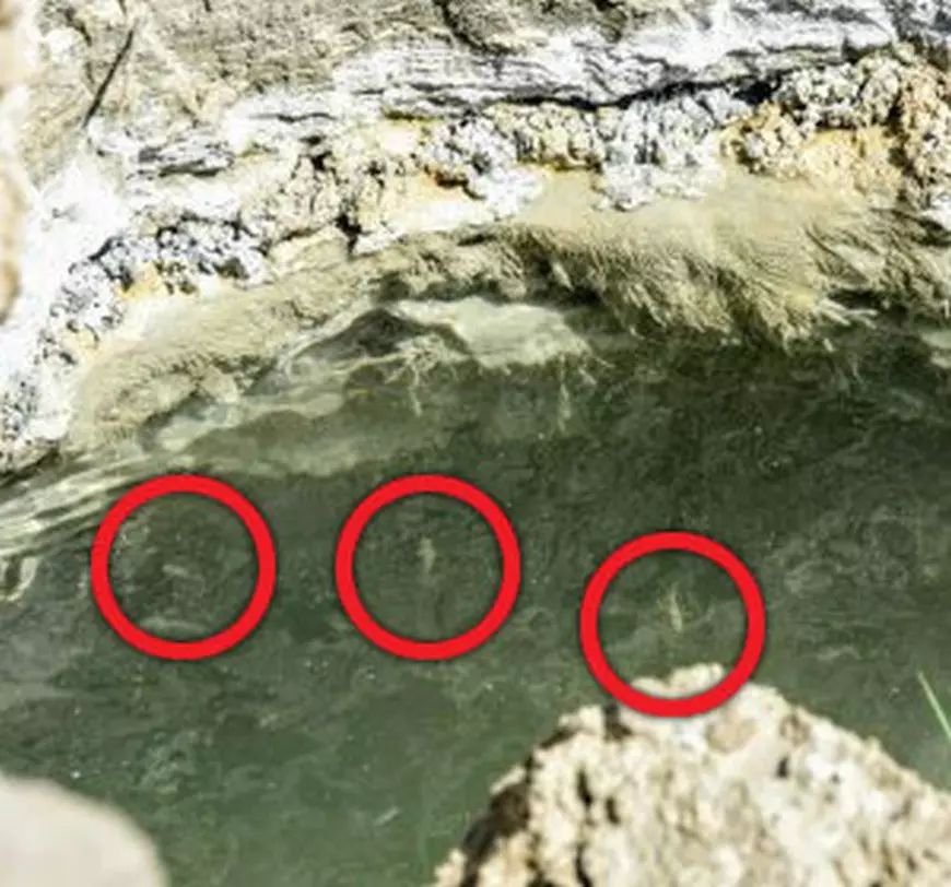 Apariția din Marea Moartă care creează controverse printre creștini. Se împlinește o nouă profeție biblică