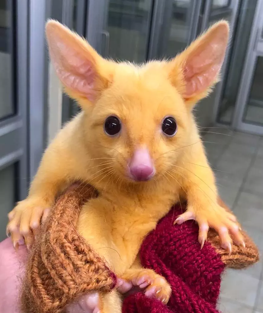 Pikachu există în realitate. Un oposum auriu, specie extrem de rară, a fost găsit în Australia