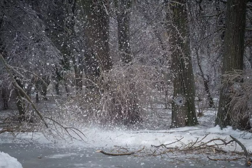 Ce spune Tudor Chirilă despre fenomenului de îngheț care a cuprins arborii din București. “El funcționează și ca o metaforă pentru România“