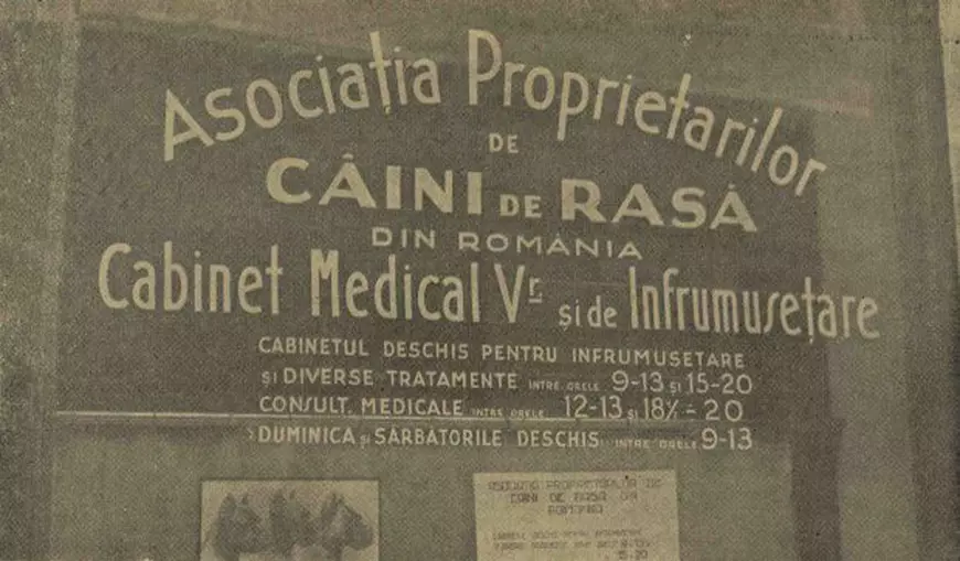 Povestea primului salon de cosmetică pentru câini din România. Ce scria presa din 1934 despre "Institutul de frumusețe" deschis în București