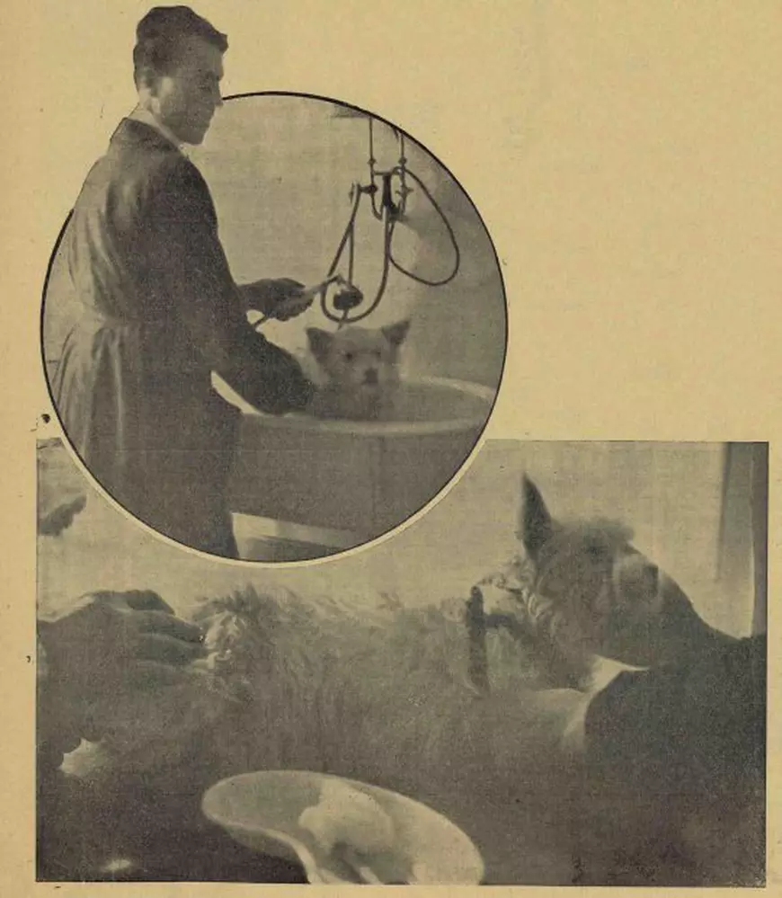 Povestea primului salon de cosmetică pentru câini din România. Ce scria presa din 1934 despre "Institutul de frumusețe" deschis în București