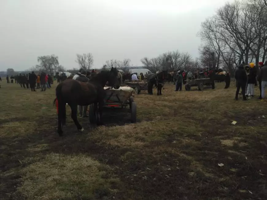 REPORTAJ/ Sărbătoare la Pietroşani, Prahova: cai aduşi la botezat în zi de sărbătoare, bătuţi cu sălbăticie: "Fir-ar mă-ta a dracului!"/ VIDE0&FOTO