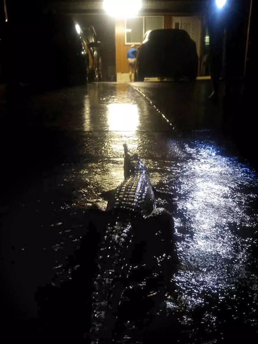 FOTO | Crocodili pe străzi în Australia, în urma unor inundații "istorice" din nordul țării