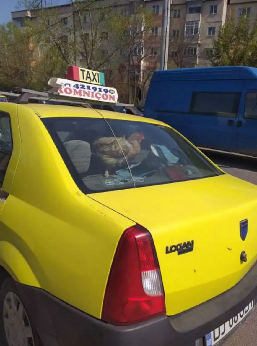 FOTO | Ce "clientă" a găsit un taximetrist din Craiova. "O fi venit Iulia Albu în oraș?"