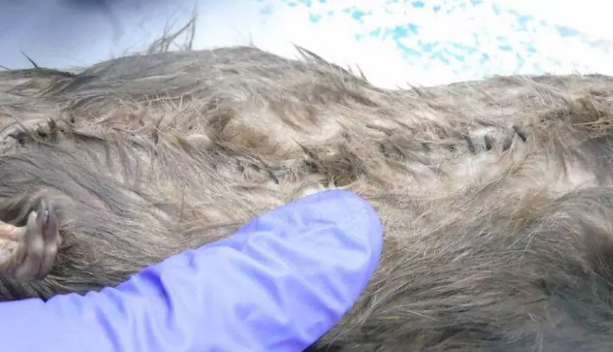 Șobolani morți folosiți pentru a introduce droguri și telefoane mobile în închisori