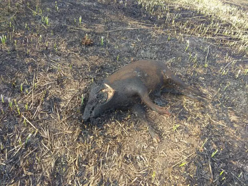 Imagini revoltătoare: animale din Parcul Natural Comana au ars de vii, dar administratorii s-au sesizat abia la solicitarea ziarului Libertatea