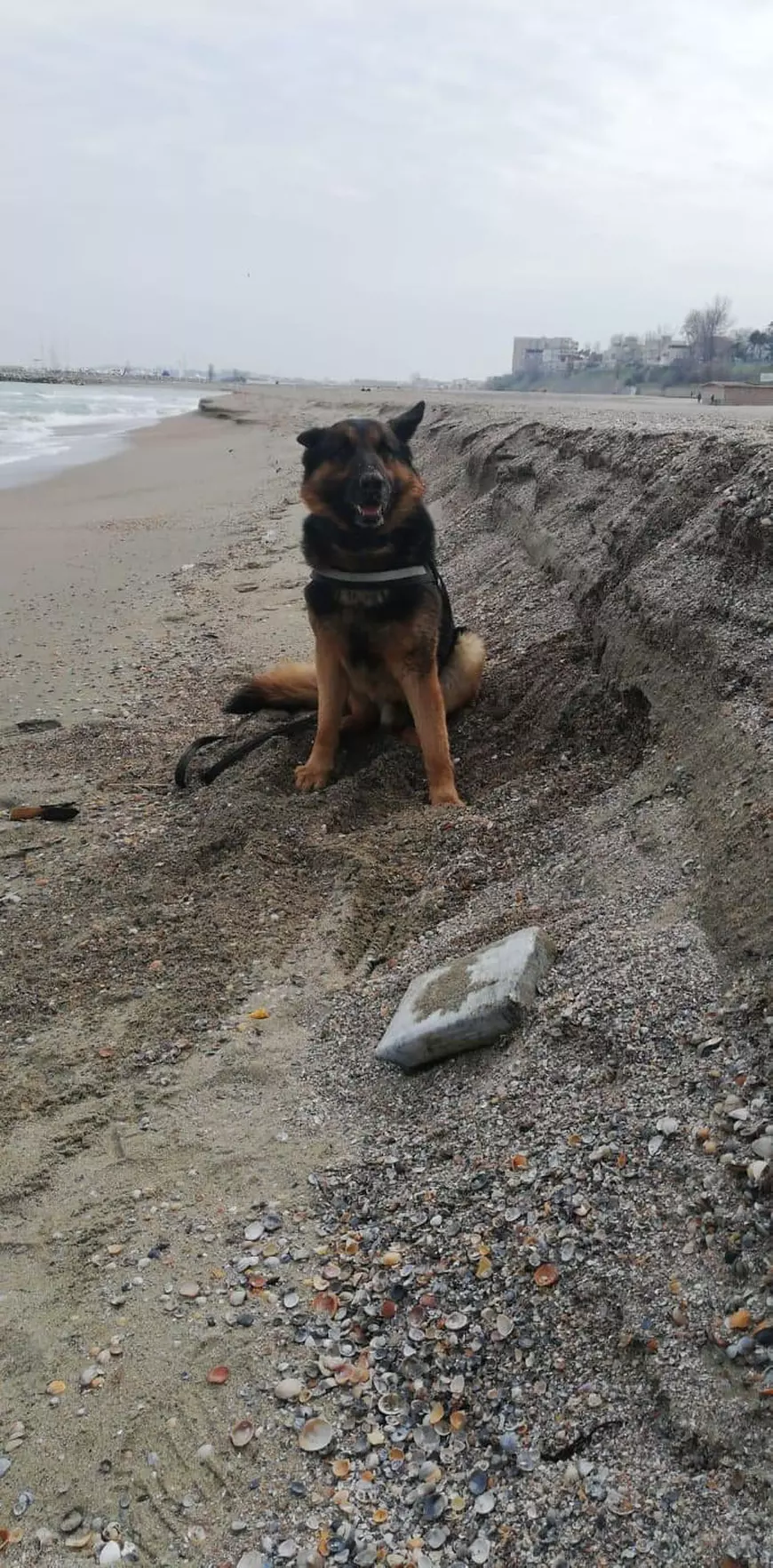 Continuă operațiunea de căutare a drogurilor pe litoralul românesc. 150 de kilograme găsite pe plajă, în ultimele zile, de polițiști și localnici