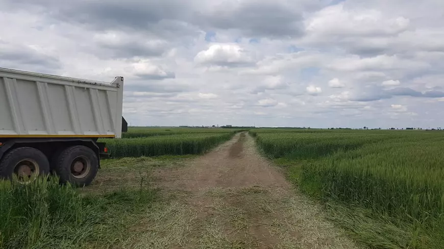 Cum arată de fapt șantierul drumului expres Craiova-Piteşti, inaugurat miercuri de Liviu Dragnea și „golit” a doua zi de utilaje și muncitori: s-a trasat un drum tehnic şi o cale de acces printr-un lan de grâu!