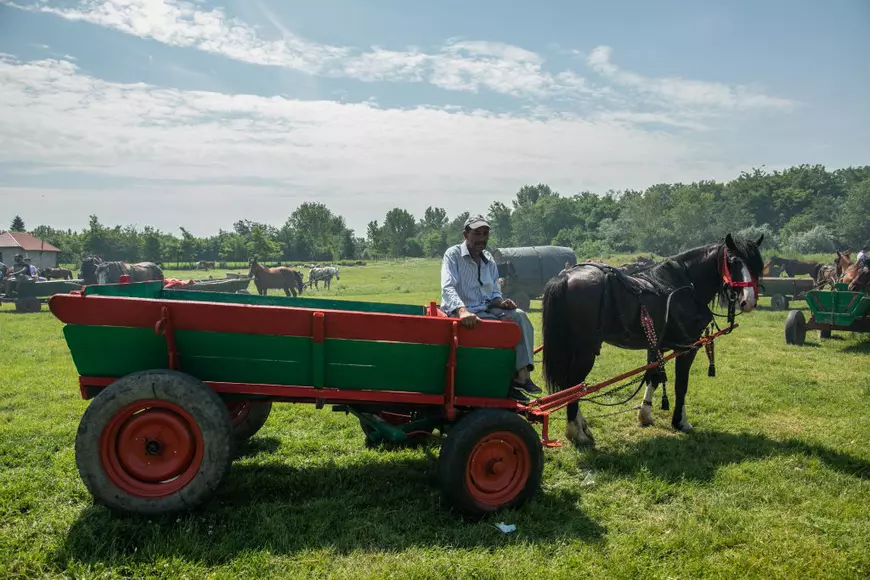 Cum arată un târg tradițional de cai de rasă, în Lunca Dunării. O tradiție păstrată de peste 3.000 de ani! | GALERIE FOTO