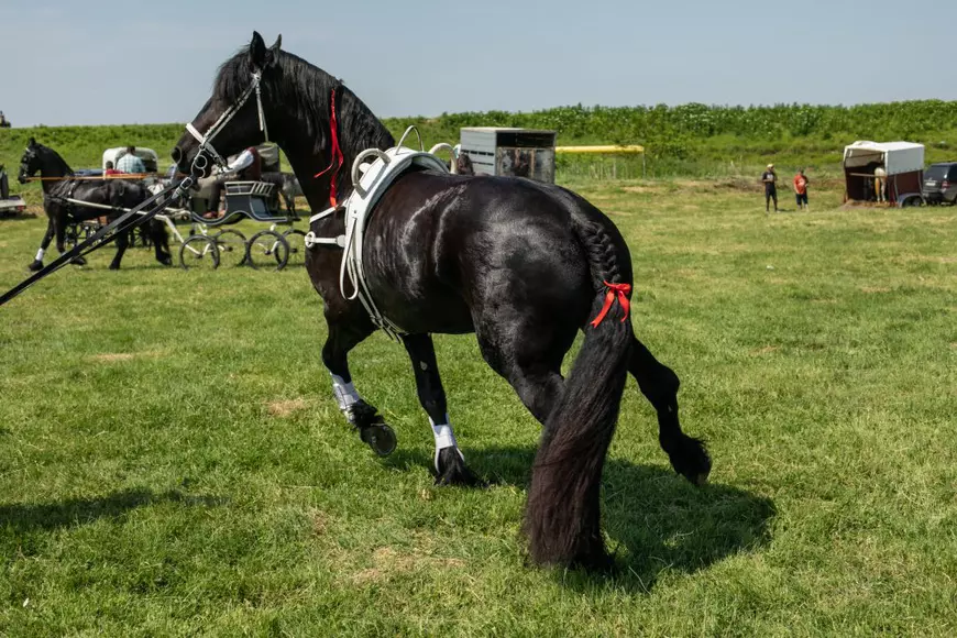 Cum arată un târg tradițional de cai de rasă, în Lunca Dunării. O tradiție păstrată de peste 3.000 de ani! | GALERIE FOTO