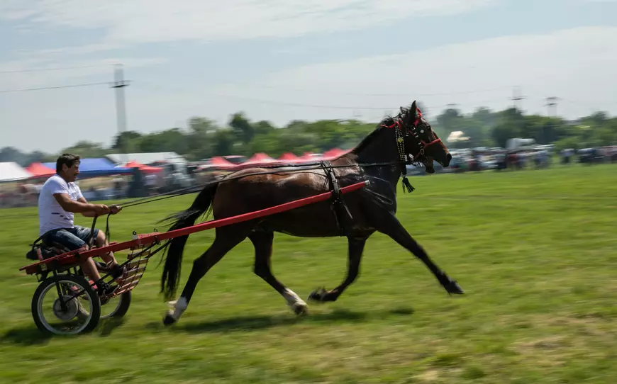 Cum arată un târg tradițional de cai de rasă, în Lunca Dunării. O tradiție păstrată de peste 3.000 de ani! | GALERIE FOTO