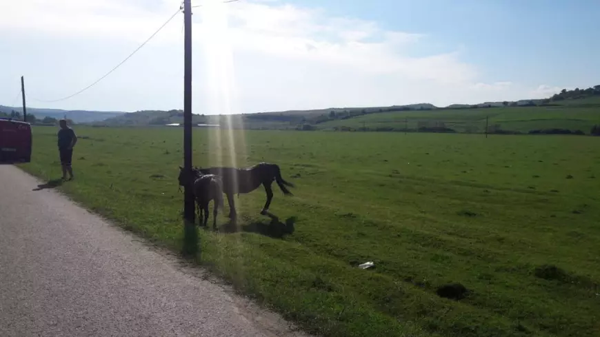 VIDEO | Nouă turiști străini s-au răsturnat cu căruța în județul Sibiu. Vizitiul era beat!