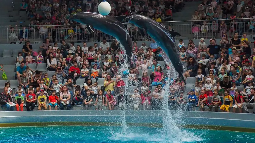 VIDEO / Mandy, puiul de leu de mare, vedeta Delfinariului de la Constanța. Ce alte surprize a pregătit Complexul Muzeal de Științe ale Naturii din Constanța pentru această vară