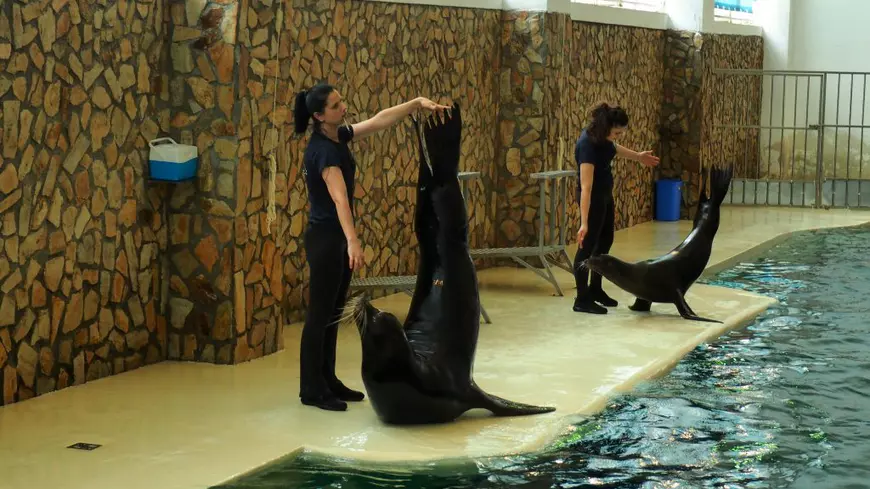 VIDEO / Mandy, puiul de leu de mare, vedeta Delfinariului de la Constanța. Ce alte surprize a pregătit Complexul Muzeal de Științe ale Naturii din Constanța pentru această vară