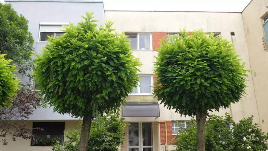 CAMERA ASCUNSĂ | O bătrână de 83 de ani vinde echipamente de protecţie companiei din Primăria Capitalei care luptă cu ţânţarii!