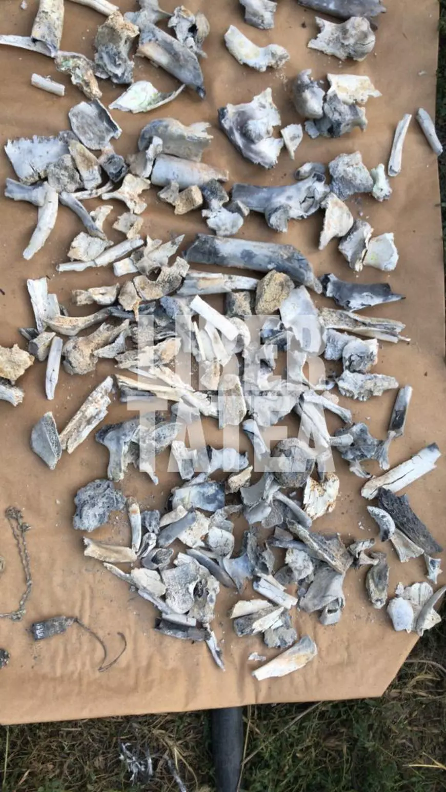 Corespondență din Caracal: Așa arată resturile de oase și dinții de om pe care le-au găsit polițiștii în curtea suspectului în cazul Alexandrei!