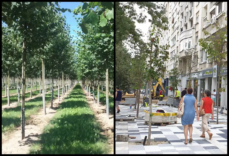 Cum cheltuiește Primăria Sectorului 3 banii publici: copaci înfipți în beton, dale în loc de gazon și pavaj înlocuit, deși era în stare bună