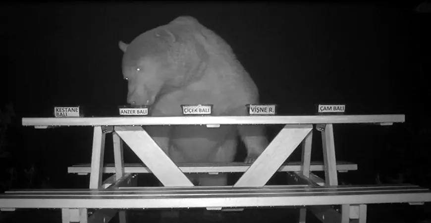 Experimentul unui turc după ce urșii tot veneau să-i fure mierea de la stupi