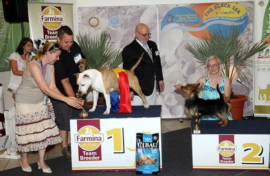 Ovidiu Anton și-a pierdut prietenul campion. Rockerul are canisă, iar Rico era câinele lui preferat și “fruntea” la expozițiile canine