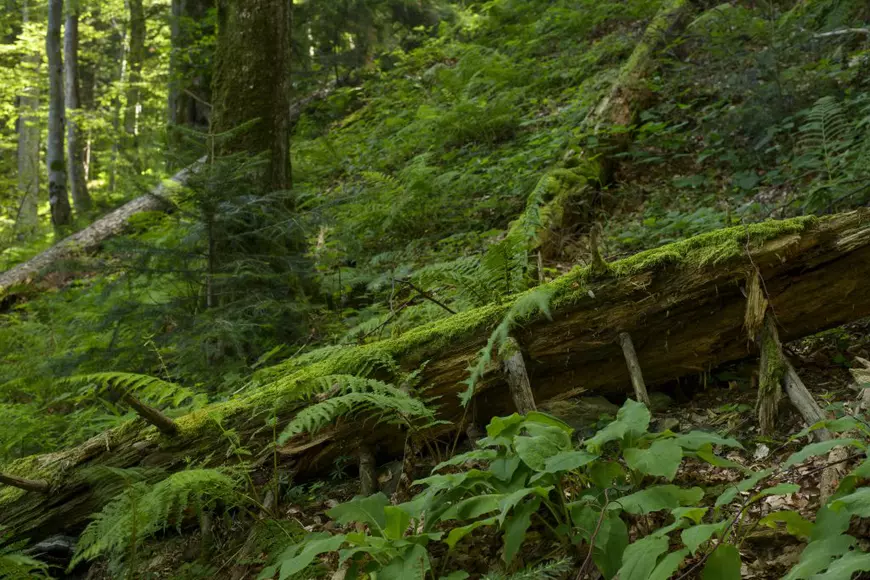 Video spectaculos filmat cu drona | Cum arată de sus Amazonul Europei. Avem cele mai bogate păduri din Europa, dar nu le protejăm