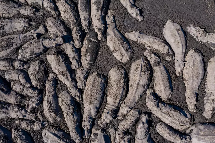 Imagini cutremurătoare cu animale însetate încercând să supraviețuiască celei mai mari secete din ultimii zeci de ani