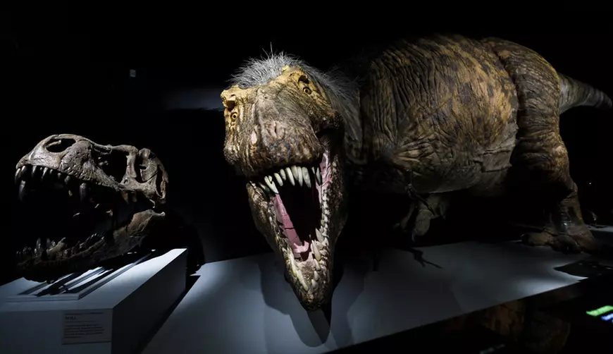 Pentru prima dată, o cronologie dezvăluie ce s-a întâmplat în minutele și orele de după prăbușirea asteroidului care a ucis dinozaurii