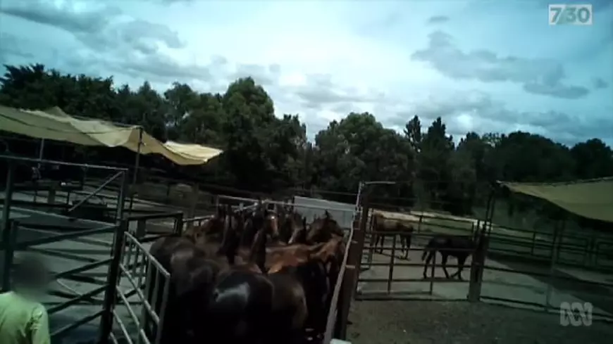 Mii de cai de rasă, câștigători de curse de milioane de dolari, torturați și măcelăriți în abatoare. Carnea, procesată în Europa pentru consum uman