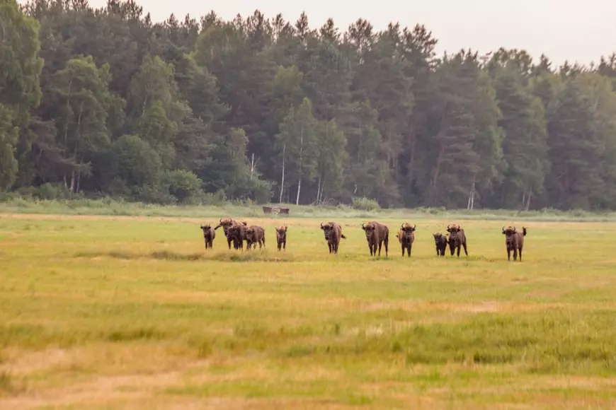 Parcul Național Białowieża, Polonia