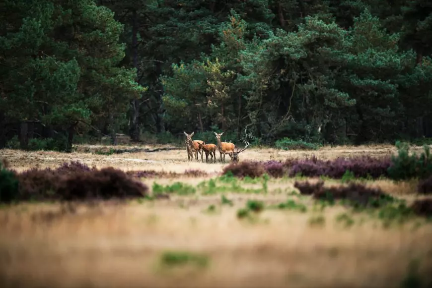 Parcul Național Hoge Veluwe, Olanda