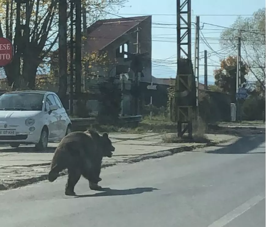 VIDEO| Doi copii și un bărbat, atacați de un urs lângă o piață, în județul Brașov. „A sărit direct pe mine”